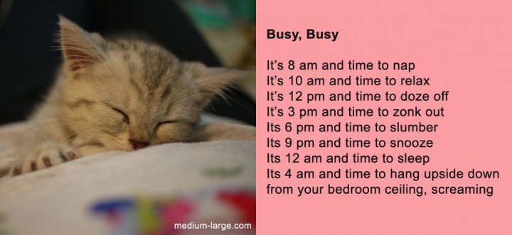 [Image: cat-poem-busy-2.jpg]