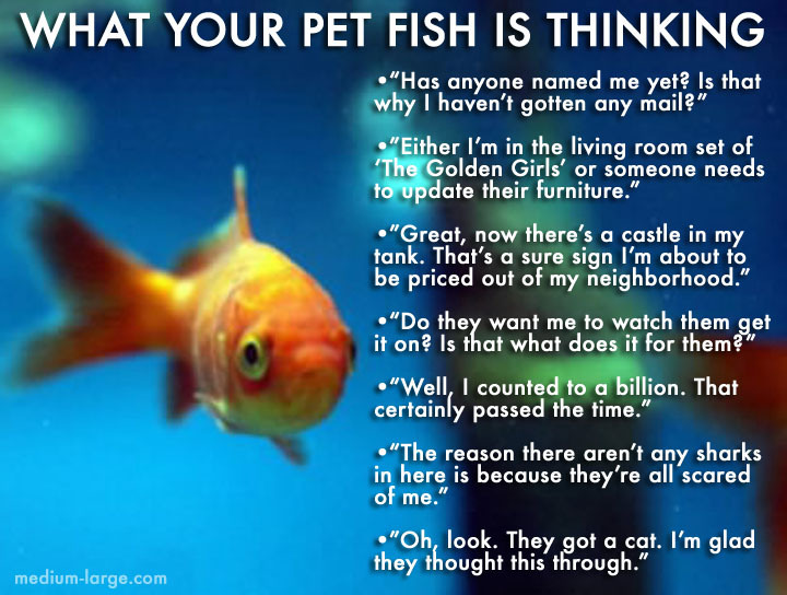 what-your-pet-fish-is-thinking-2
