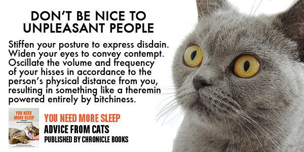 Advice from Cats You Need More Sleep 